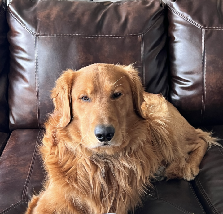 Pawsgraf, Bowman Legal Group's golden retriever therapy dog